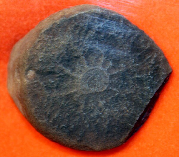 Mazon Creek Jellyfish Fossil