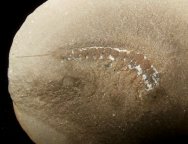 Dasyleptus Mazon Creek Monuran Insect Fossil