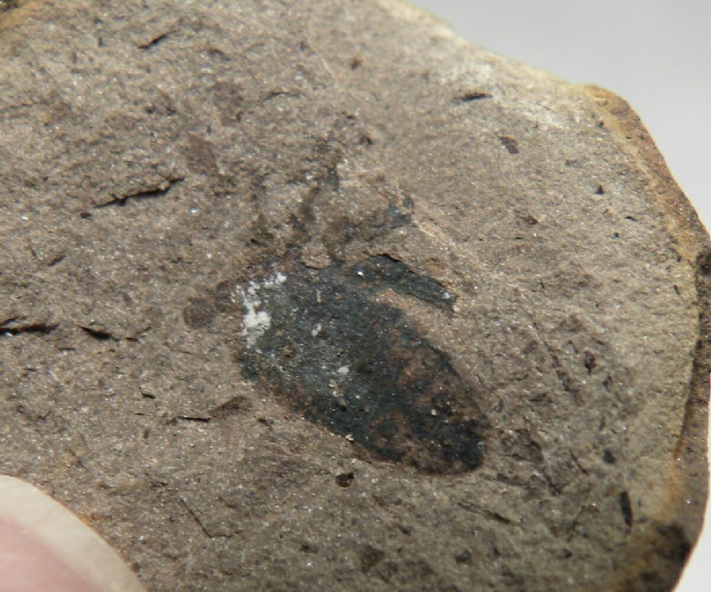 Architarbus Arachnid Fossil