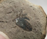 Architarbus Paleozoic Arachnid Fossil