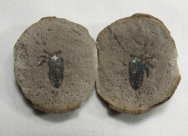 Architarbus Arachnid Fossil