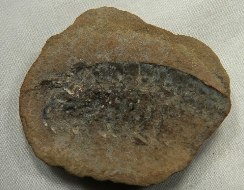 Mazon Creek Palaeocaris Crustacean Fossil