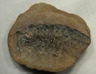 Palaeocaris typus Mazon Creek Crustacean Fossil