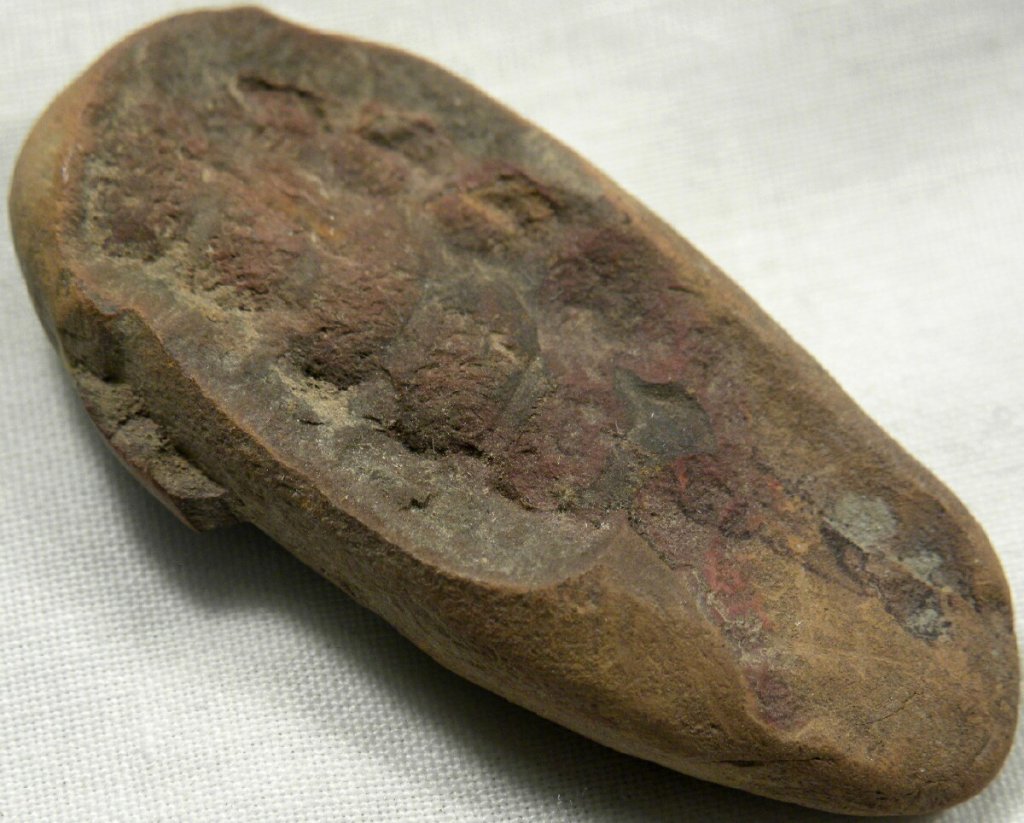 Kottixerxes Euthycarcinoid Fossil