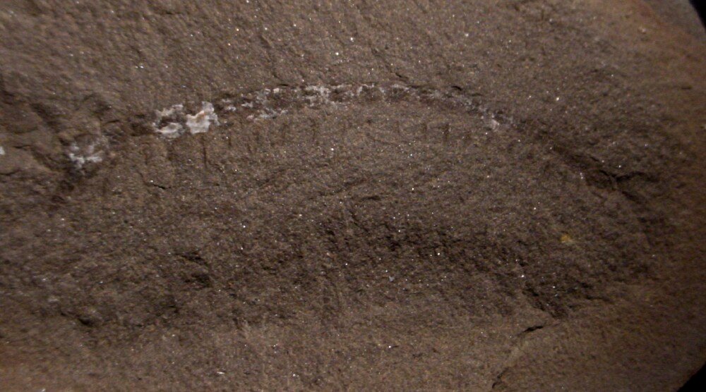 Mazoscolopendra Centipede Fossil