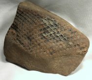 Mazon Creek Clubmoss Tree Bark Fossil