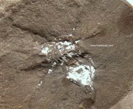 Lissomartus schucherti Arachnid