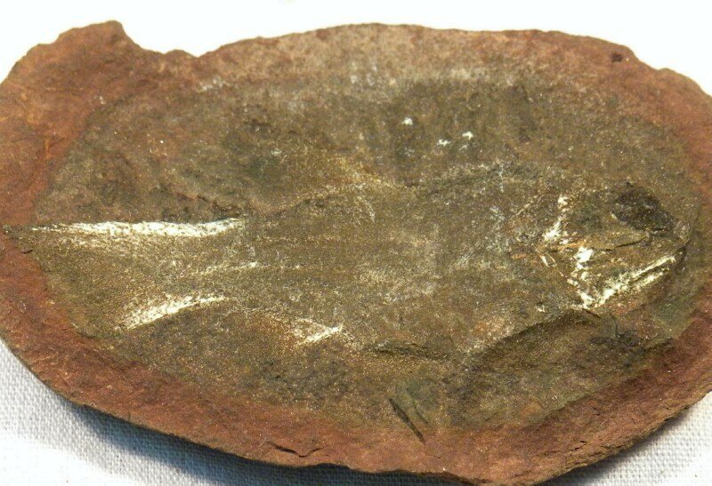 Elonichthys Mazon Creek Paleoniscoid Fish Fossil