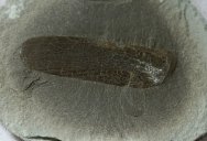 Mazon Creek Sagenodus Lungfish Scale Fossil