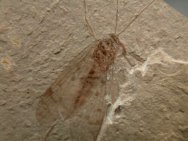 Cretaceous Scorpionfly fossil insect