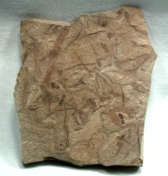 Eocene Fossil Ant Assemblage