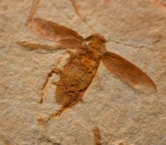 Cretaceous Cockroach Fossil