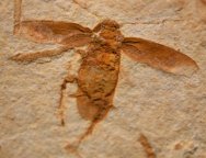 Cretaceous Cockroach Fossil 