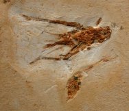 Cretaceous Fossil Cricket