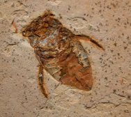 Cretaceous Aquatic Beetle Fossil