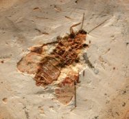 Cretaceous Moth Fossil