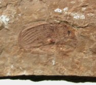 Eocene Weevil Insect Fossil