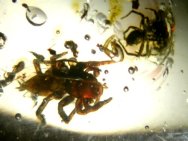 Jumping Spiders in amber