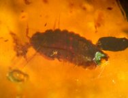 Isopod Crustacean in Baltic Amber