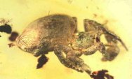 Baltic Amber Spiders