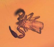 Rare Pseudoscorpion in Dominican Amber