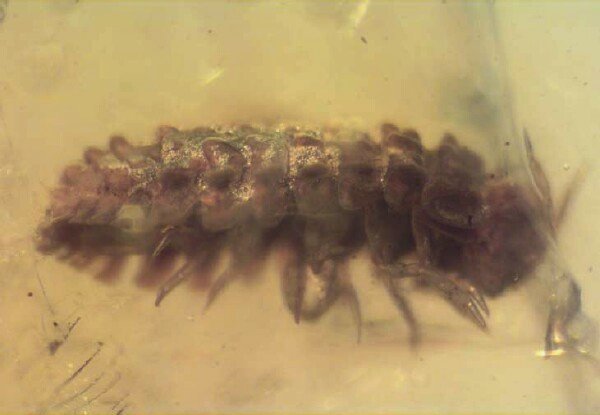 Isopod Crustacea in Dominican Amber