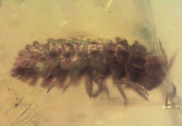 Isopod Crustacea in Dominican Amber