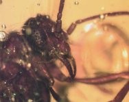 Male Winged Ant with Large Mandibles