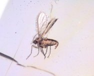 Fungus Gnat in Baltic Amber