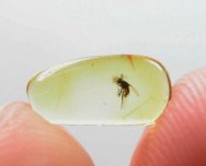 Baltic Amber True Midge