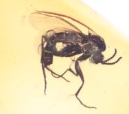 Baltic Amber Fungus Gnat