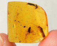 Dominican Amber Thysanura and Homopteran