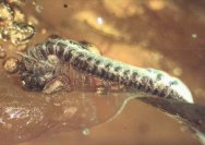 Baltic Amber Polydesmid Millipede