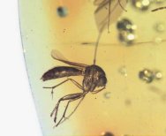 fungus gnat