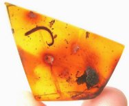 RARE Dominican Amber Julid Millipede with Spider and Ant
