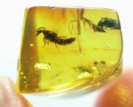 Dominican Amber Rove Beetle and Scuttle Fly