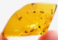 Dominican Amber Hymenoptera