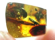 Dominican Amber Beetle and Mite with Botanical Inclusion