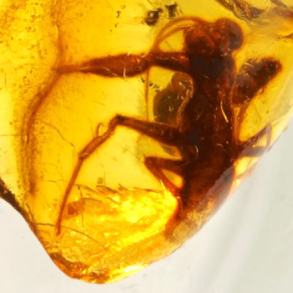 Jersimantis luzzii Preying Mantis in Fossil Amber