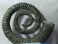 Anetoceras Ammonite