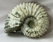 Douvilleiceras mammilatum Ammonite Fossil