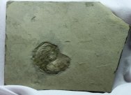 Anthracoceras Fossil