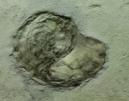 Bear Gulch Coiled Cephalopod Fossil