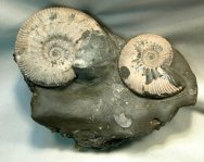 Ammonites Sexual Dimorphism