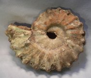 Mammites Ammonite Fossil