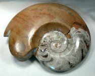 Goniatite Ammonite