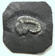 Goniatite Ammonite Gyroceratites