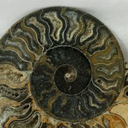 Cosmoceras Ammonite