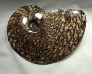 Placenticeras Ammonite