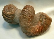 Notoceras Heteromorph Ammonite